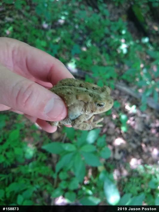 Eastern American Toad