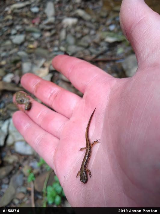 Eastern Long-tailed Salamander
