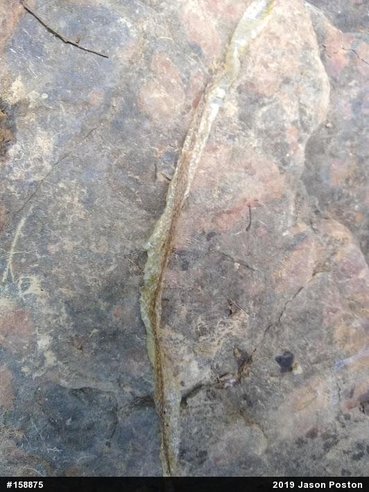 Eastern Gartersnake