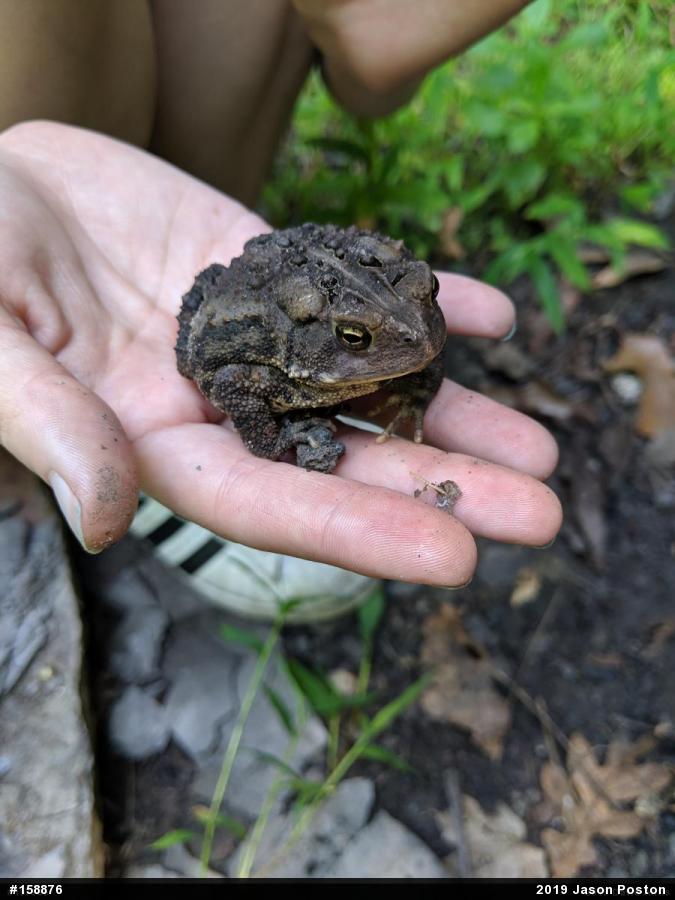 Eastern American Toad