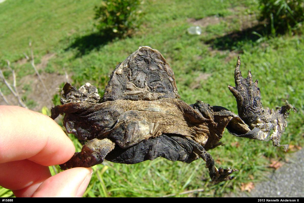 Eastern American Toad