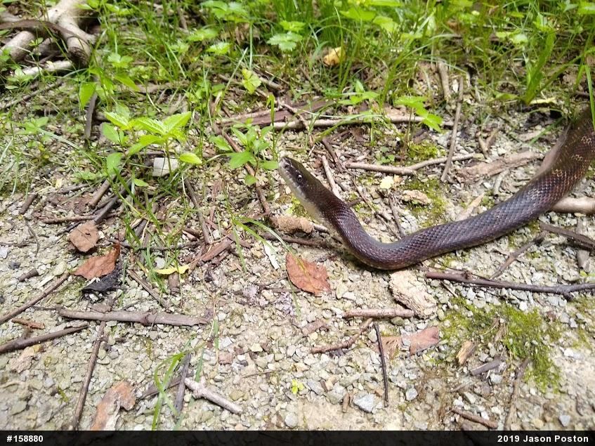 Eastern Ratsnake