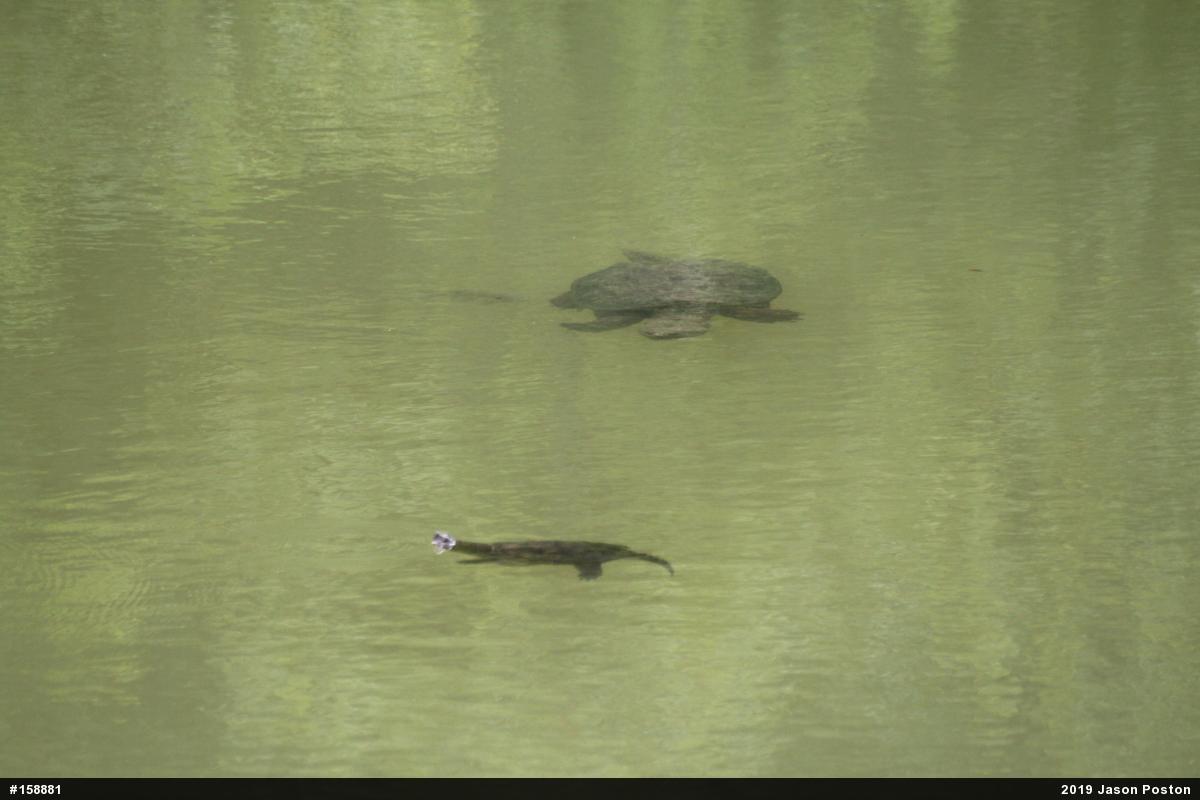 Snapping Turtle