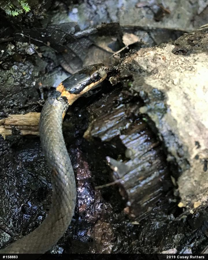 Northern Ring-necked Snake