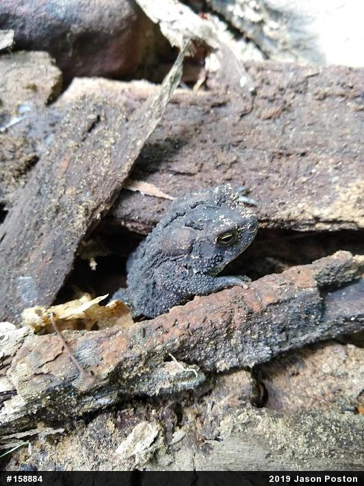 Eastern American Toad