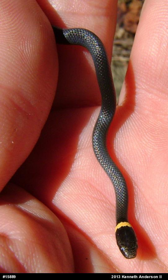 Northern Ring-necked Snake