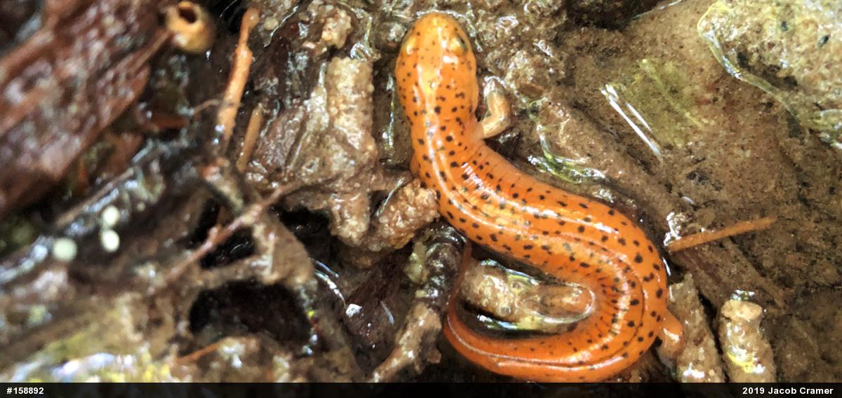 Northern Red Salamander