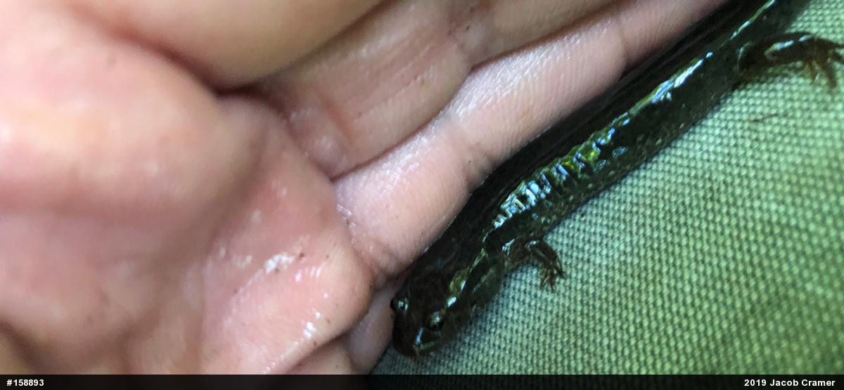 Northern Dusky Salamander