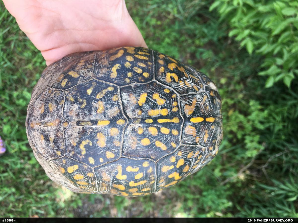 Eastern Box Turtle