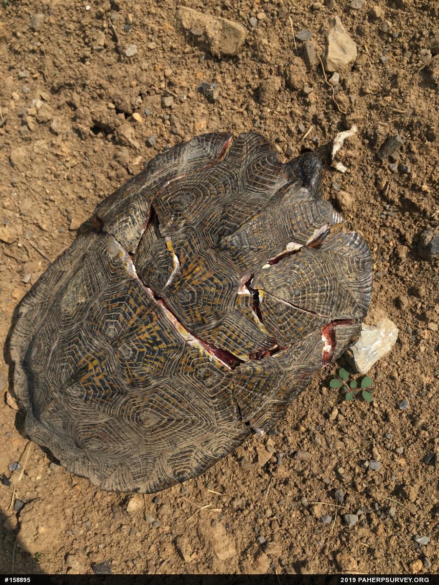 Wood Turtle