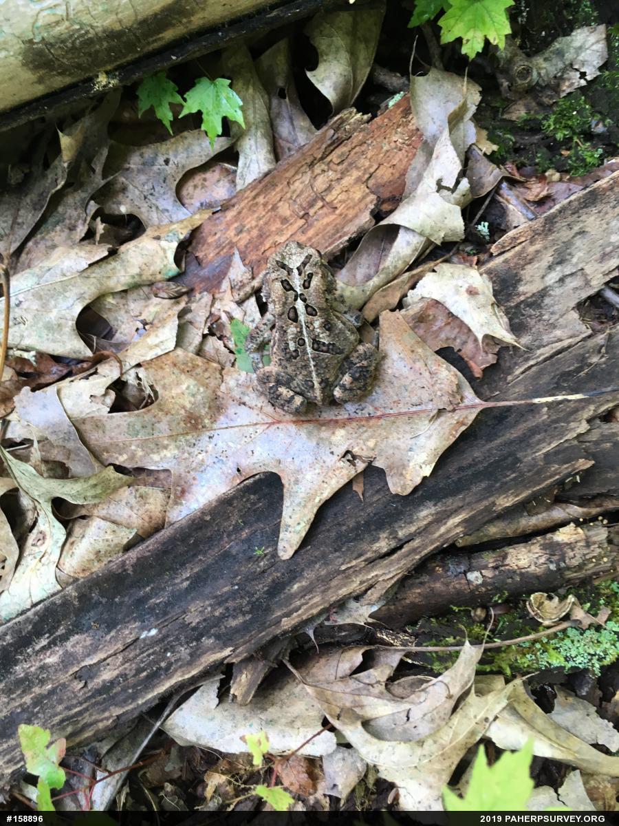Eastern American Toad