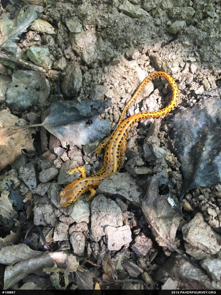 Eastern Long-tailed Salamander