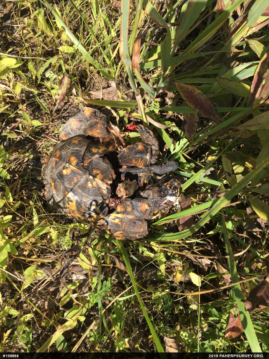 Eastern Box Turtle