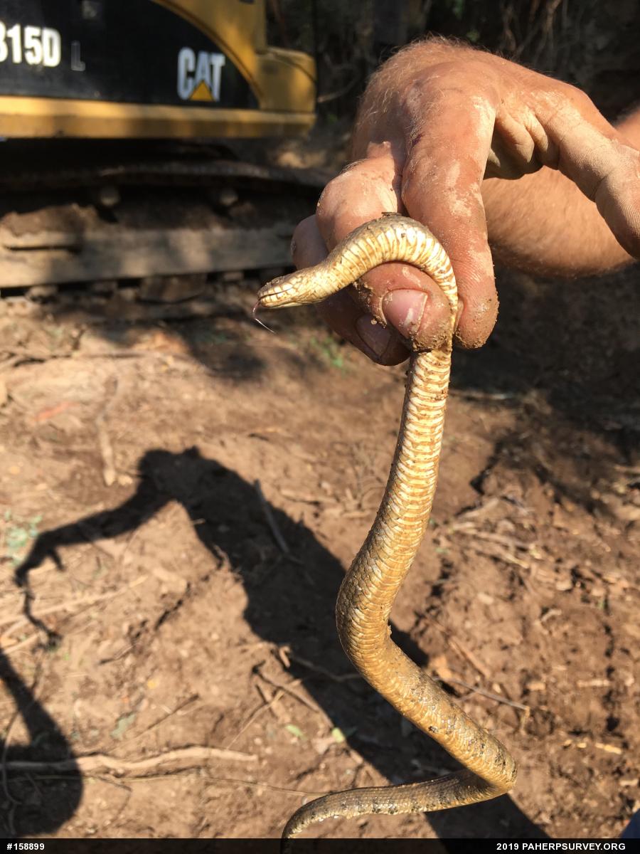 Northern Watersnake