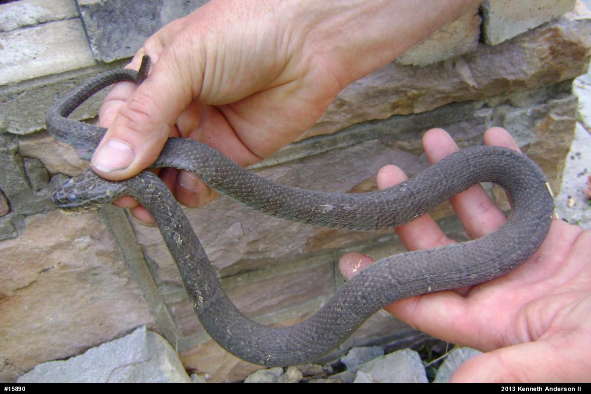 Northern Watersnake