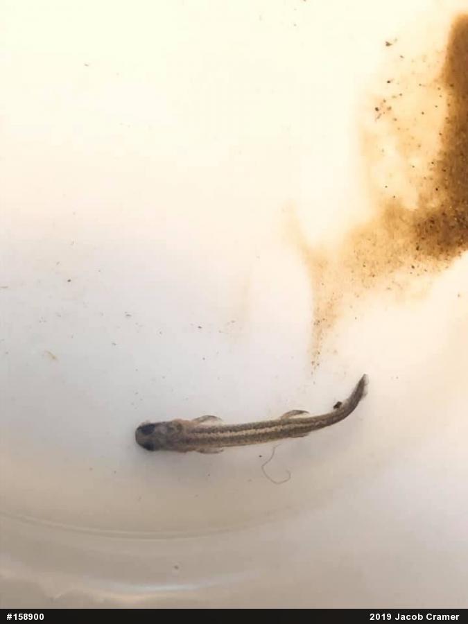 Eastern Long-tailed Salamander