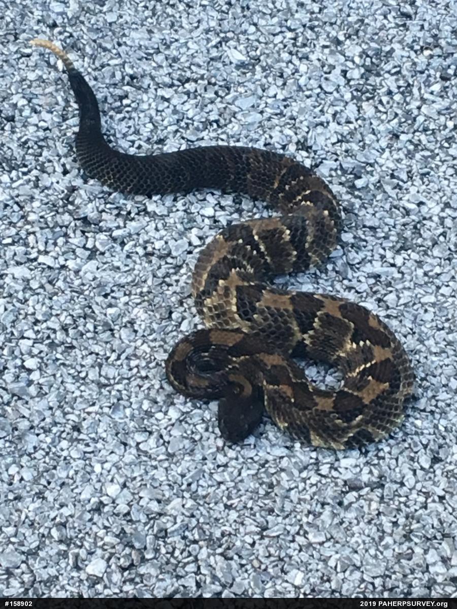 Timber Rattlesnake