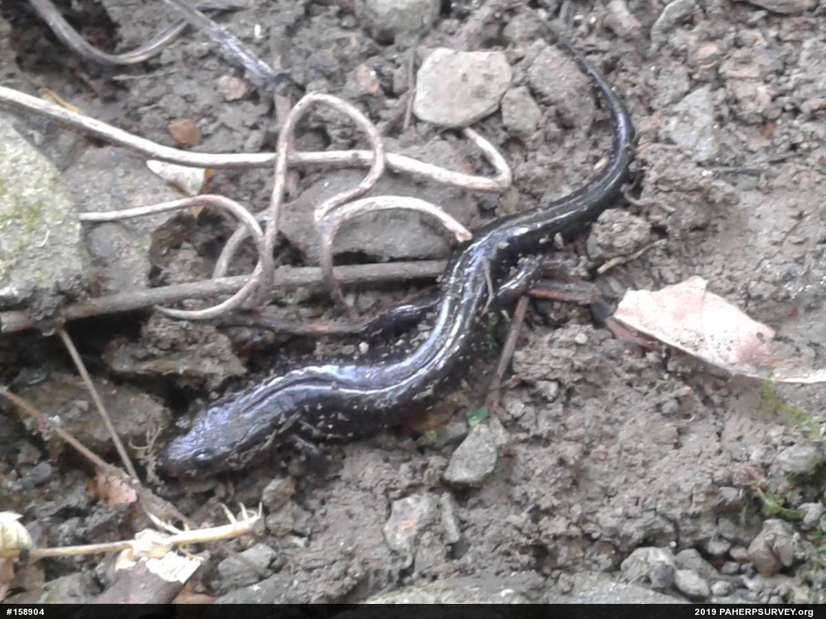 Allegheny Mountain Dusky Salamander