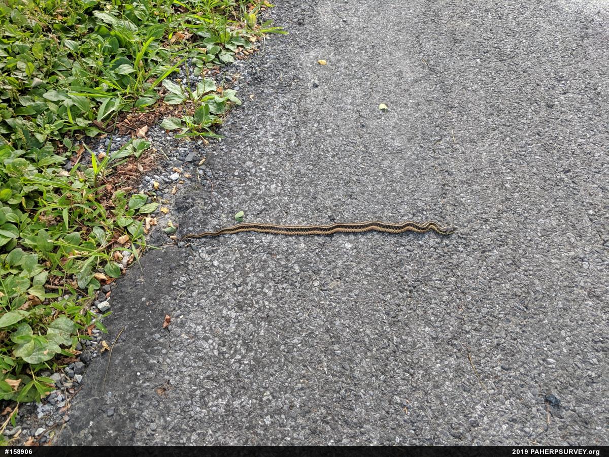 Eastern Gartersnake