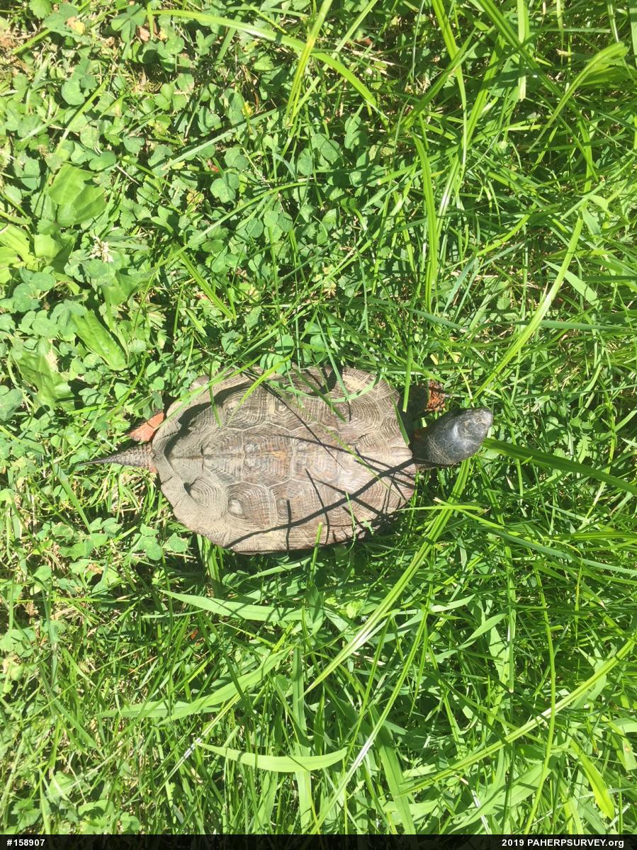 Wood Turtle