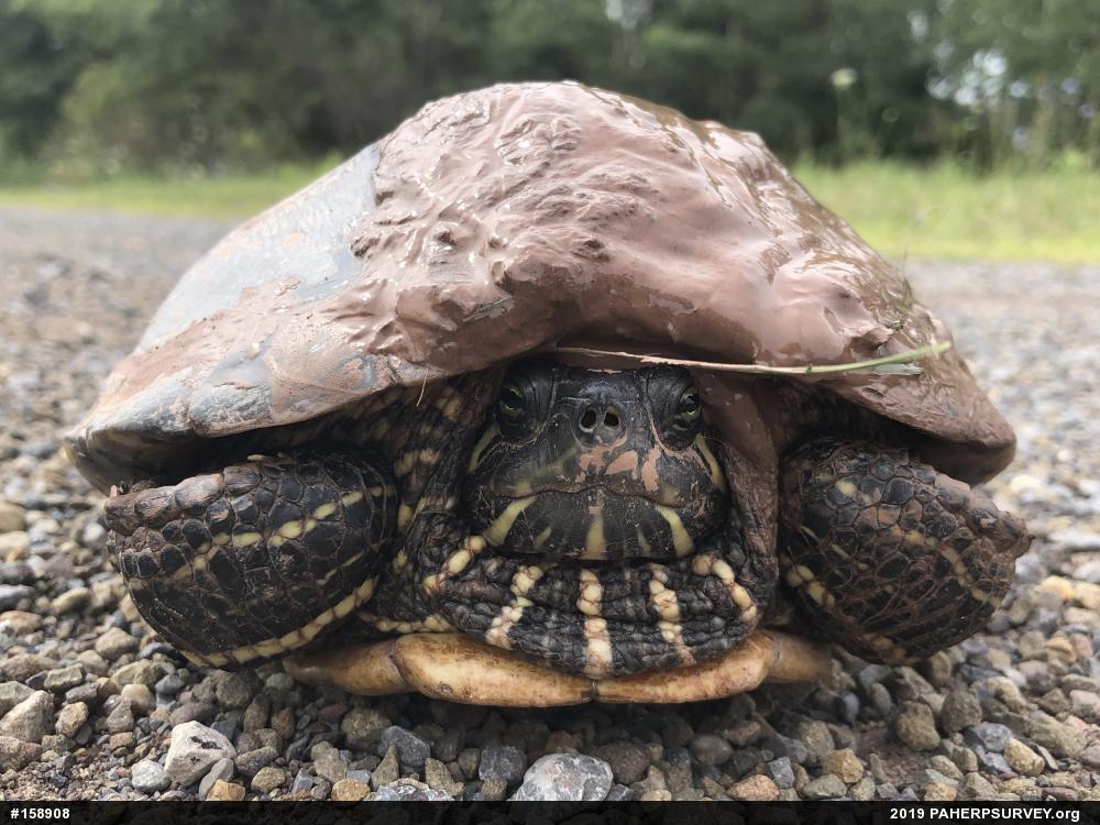 Red-eared Slider