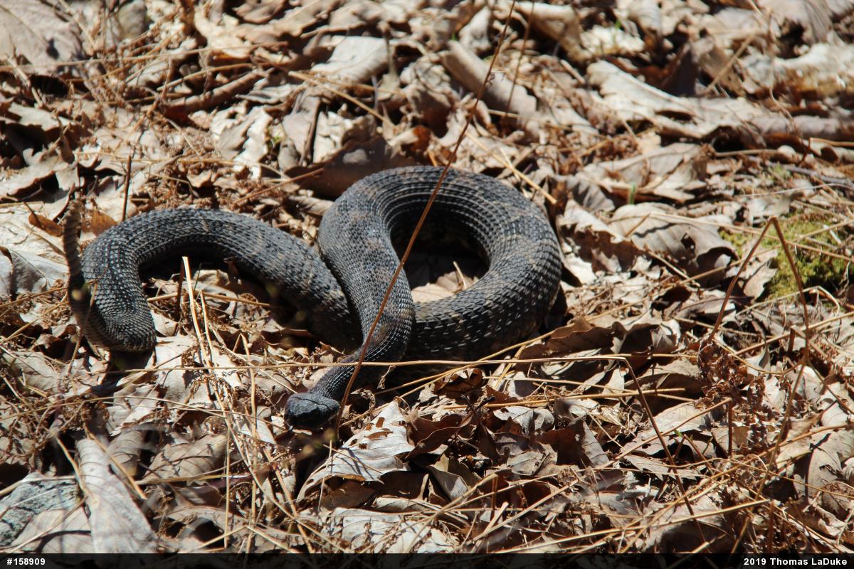Timber Rattlesnake
