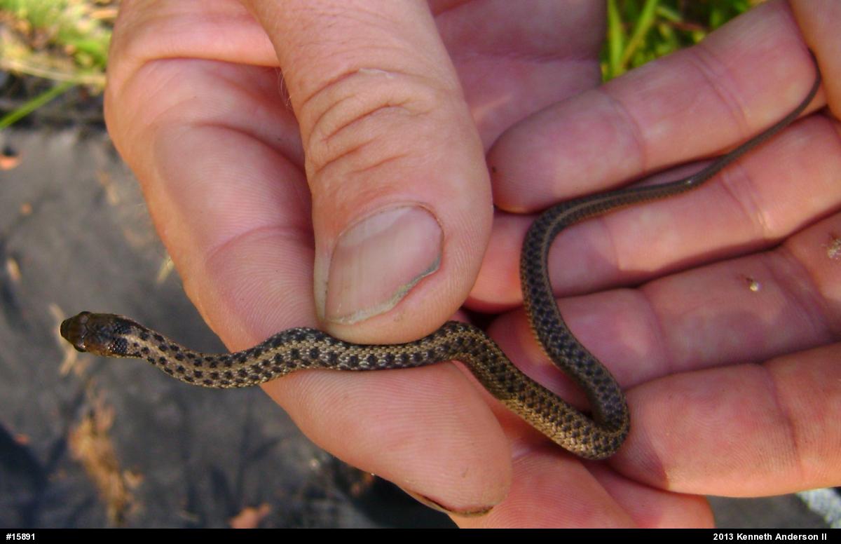 Eastern Gartersnake