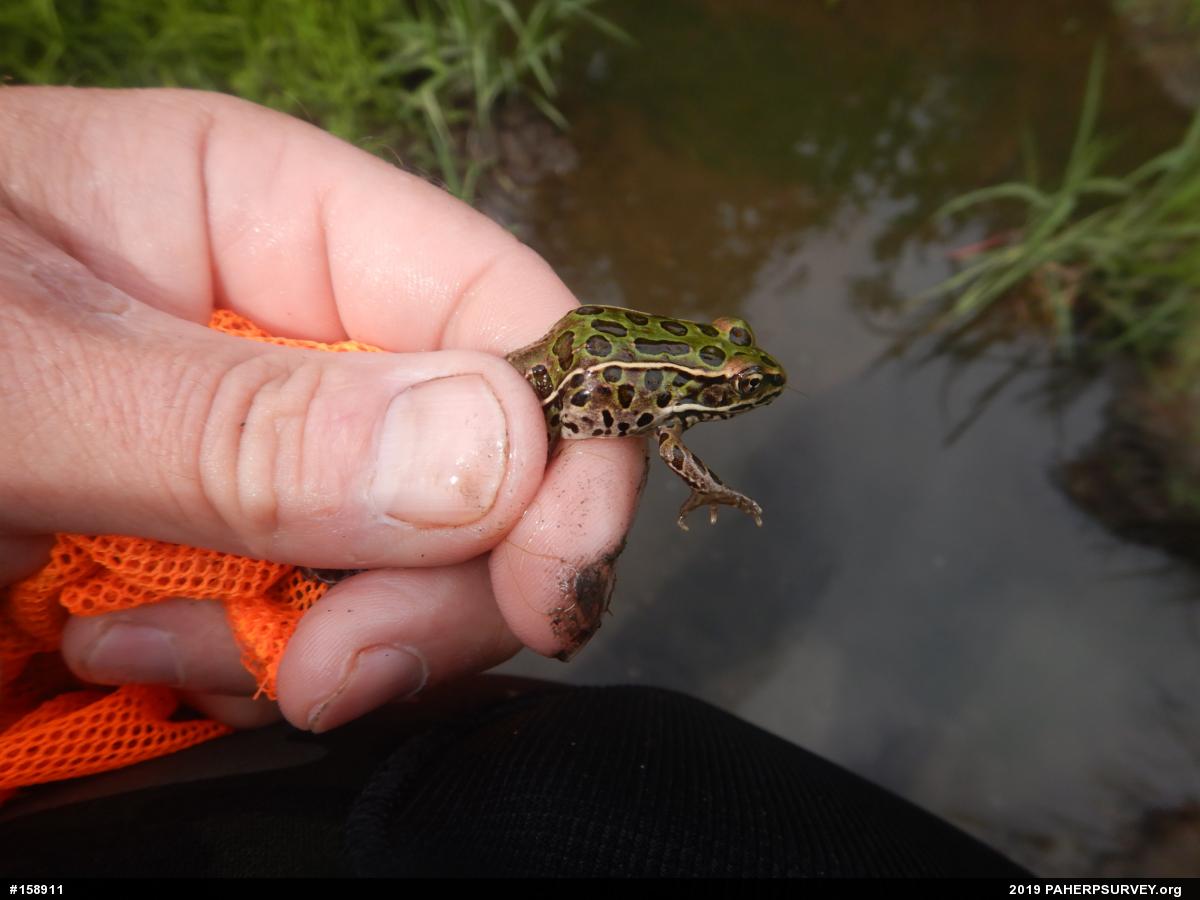 Northern Leopard Frog