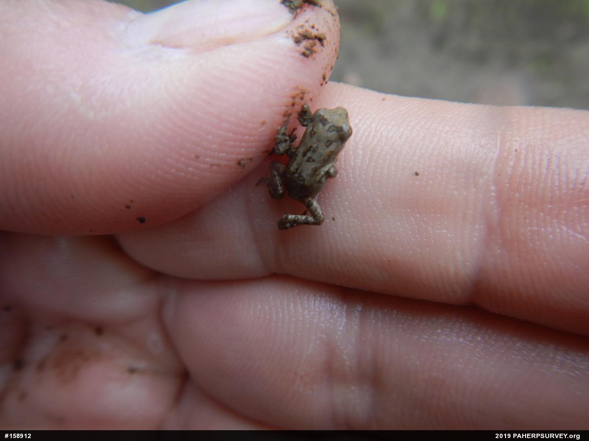 True Toads