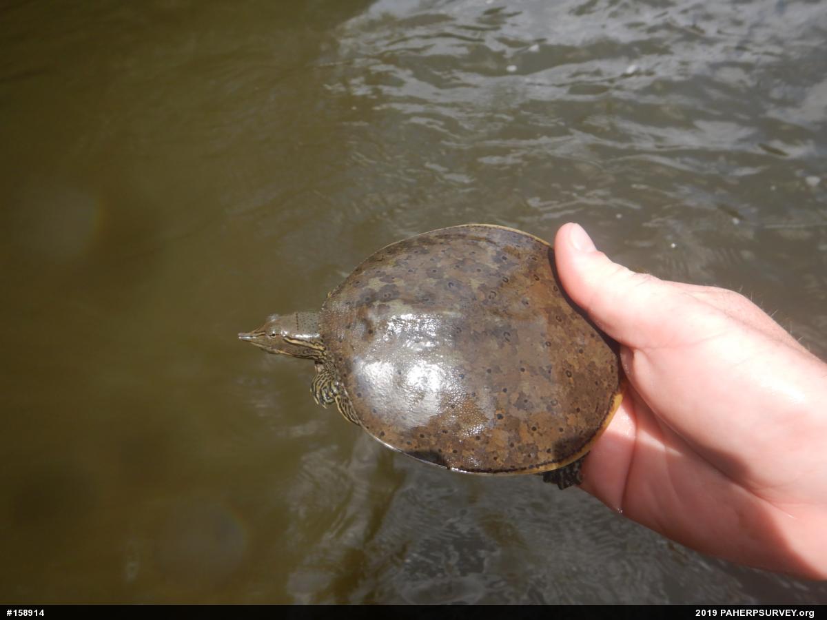 Eastern Spiny Softshell
