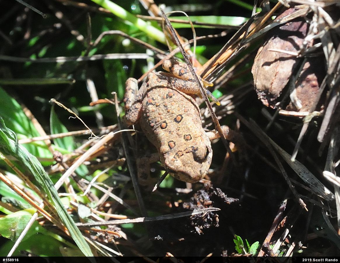 Eastern American Toad