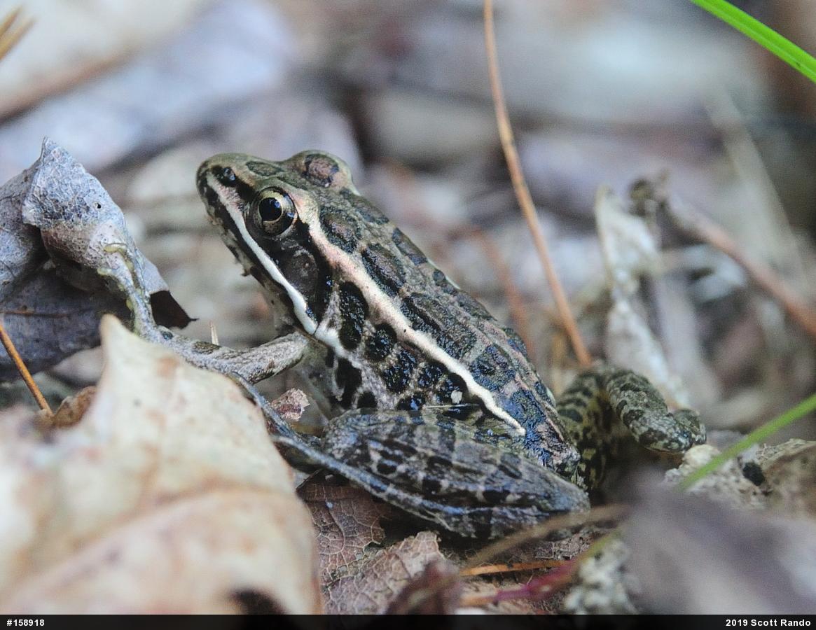 Pickerel Frog