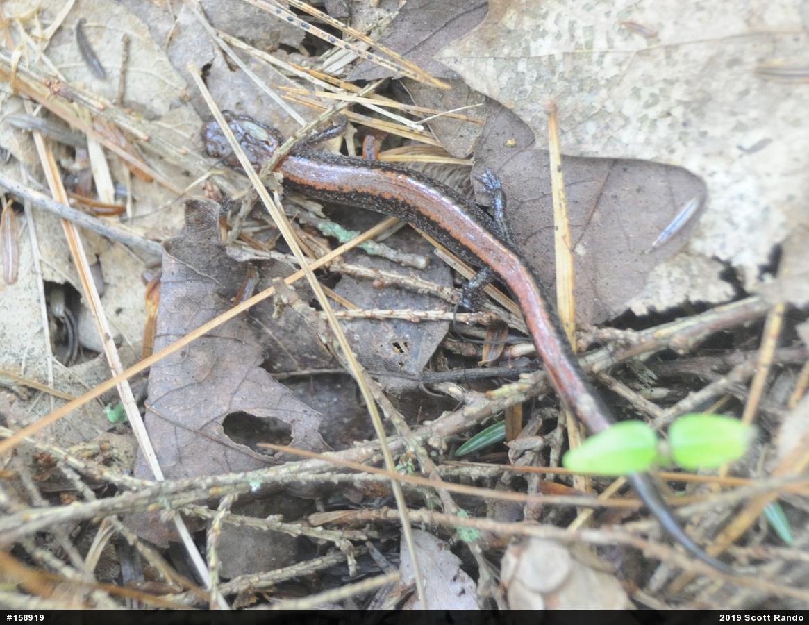 Eastern Red-backed  Salamander