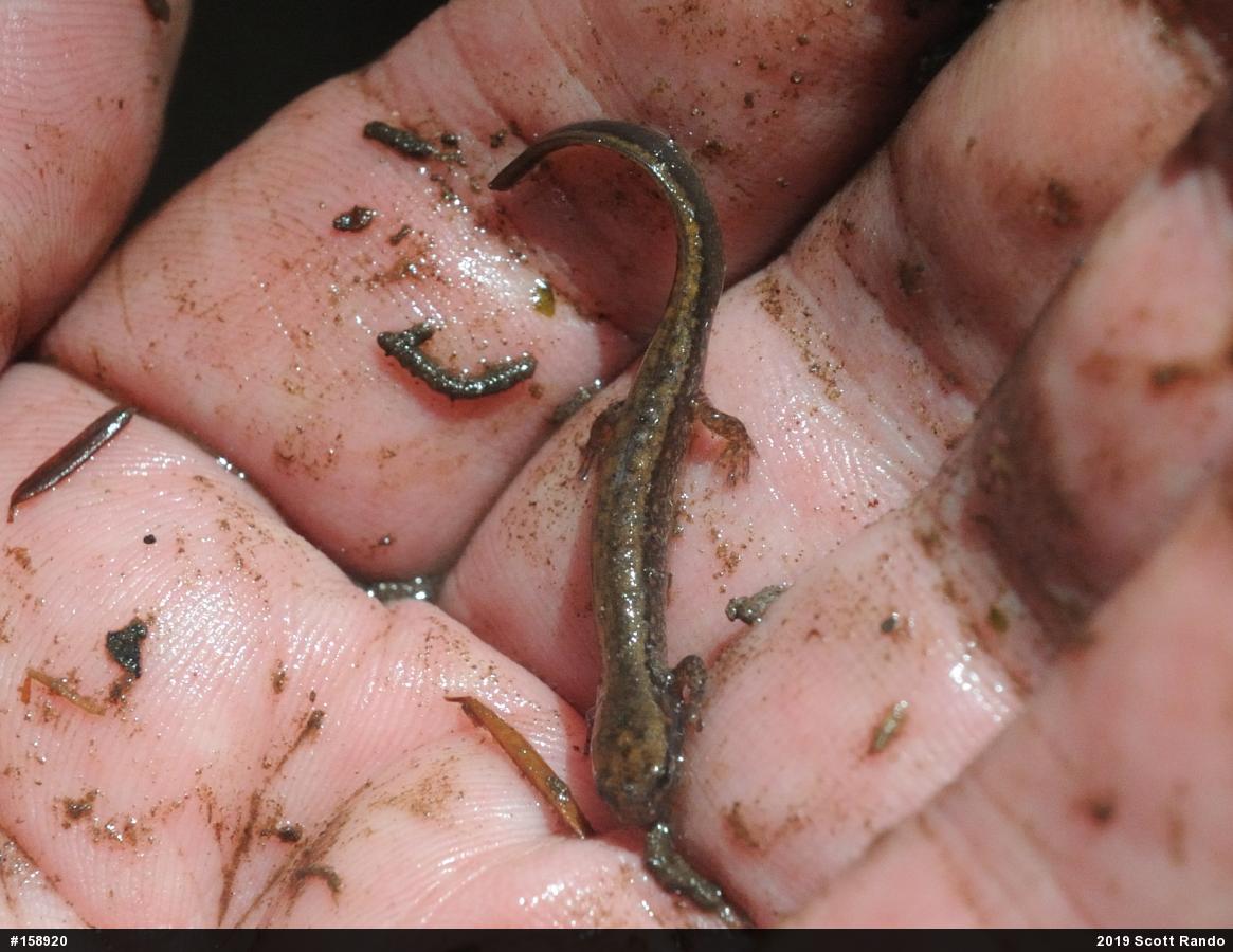 Northern Two-lined Salamander
