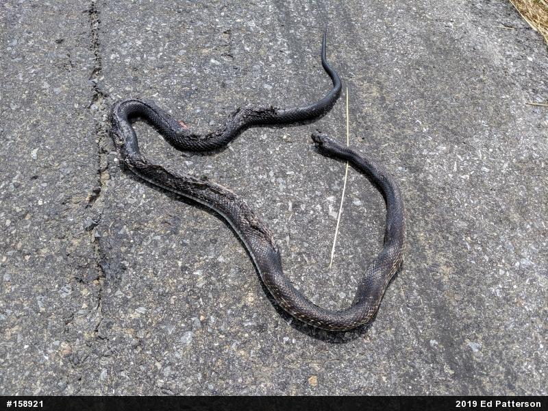 Eastern Ratsnake