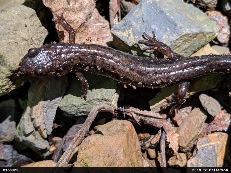 Allegheny Mountain Dusky Salamander