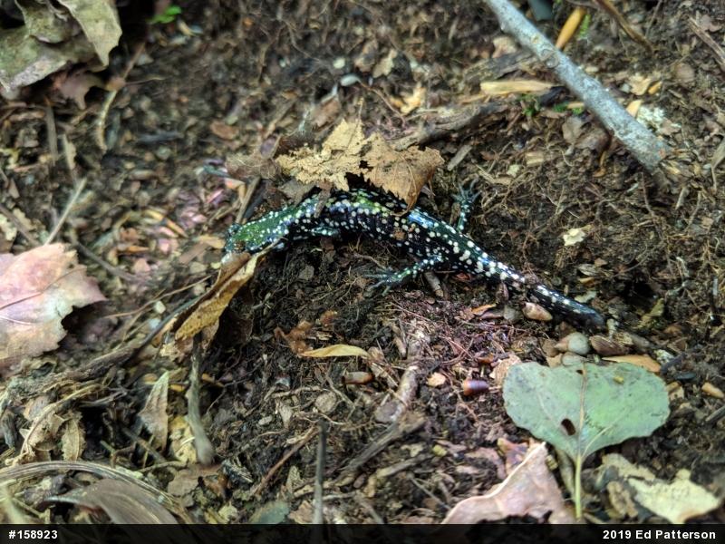 Northern Slimy Salamander