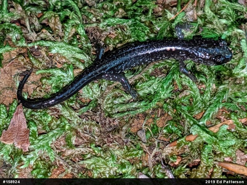 Wehrle's Salamander