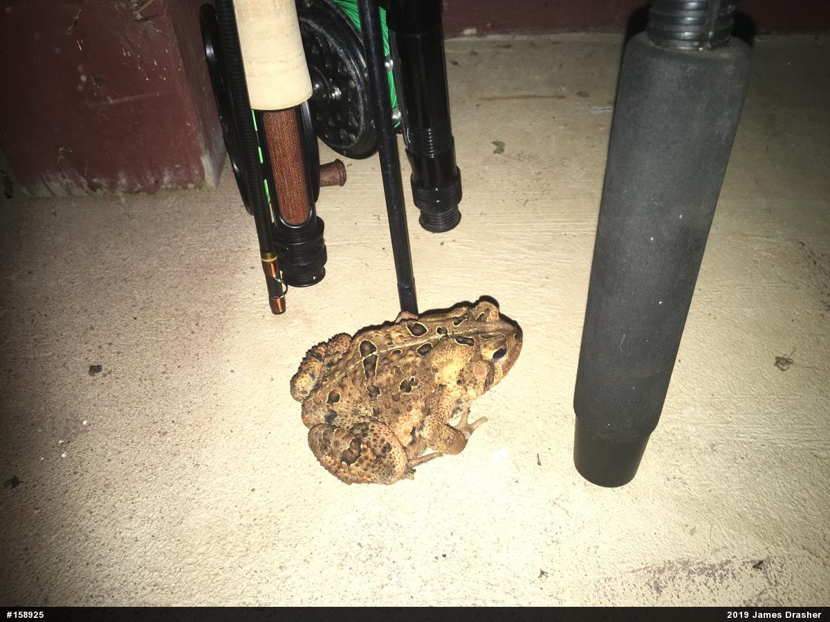 Eastern American Toad