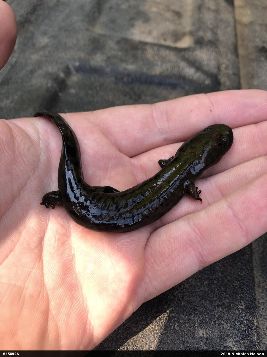 Eastern Hellbender