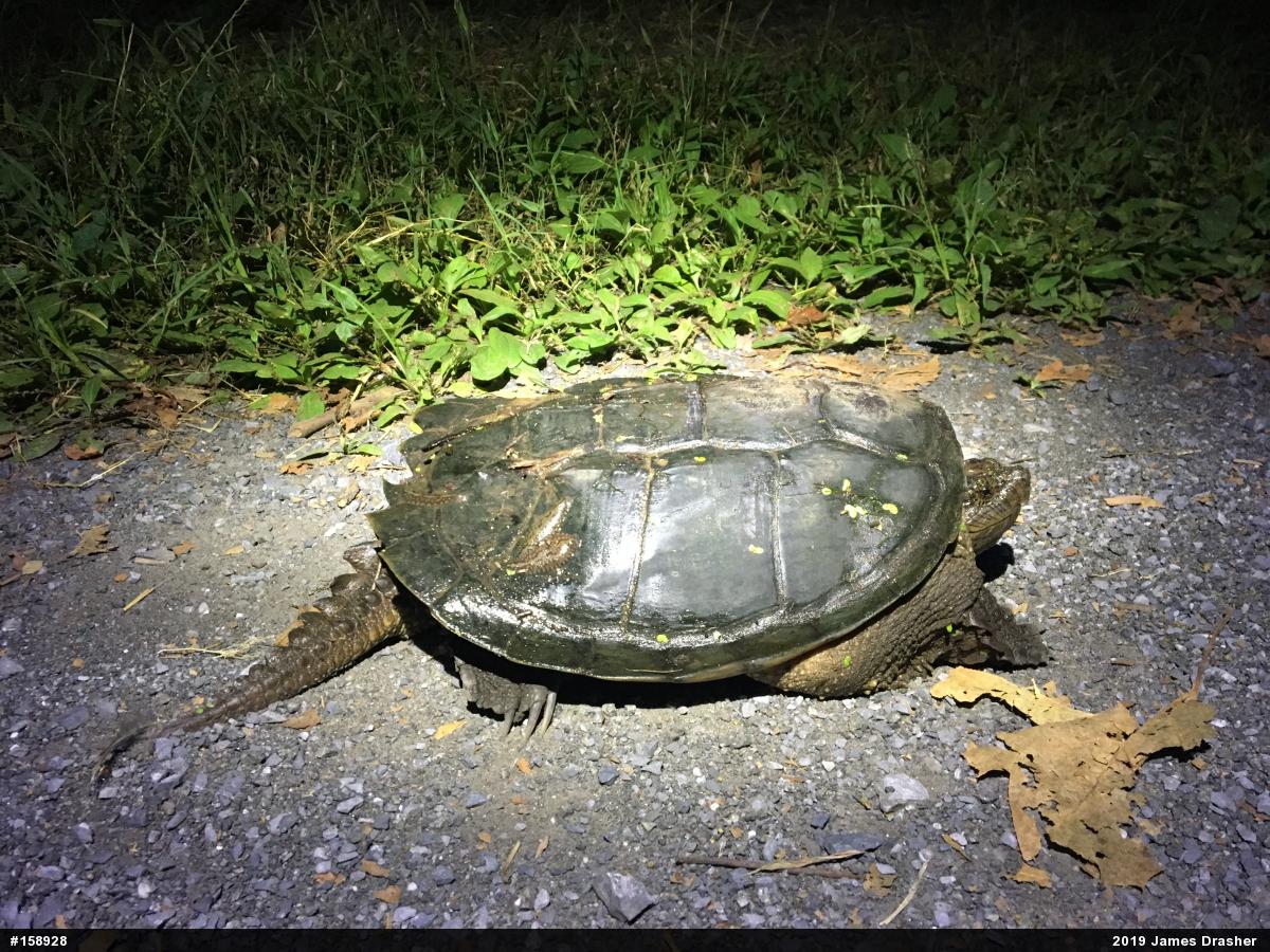 Snapping Turtle