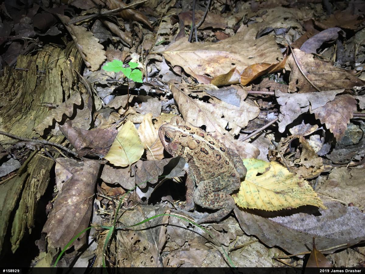 Eastern American Toad
