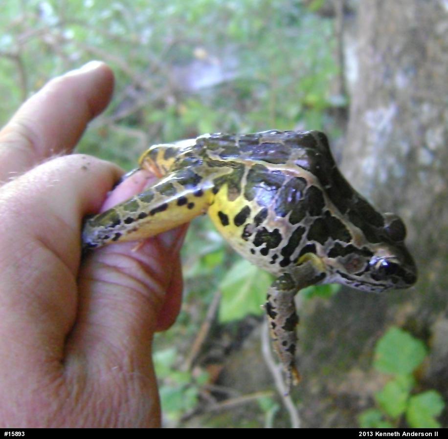 Pickerel Frog