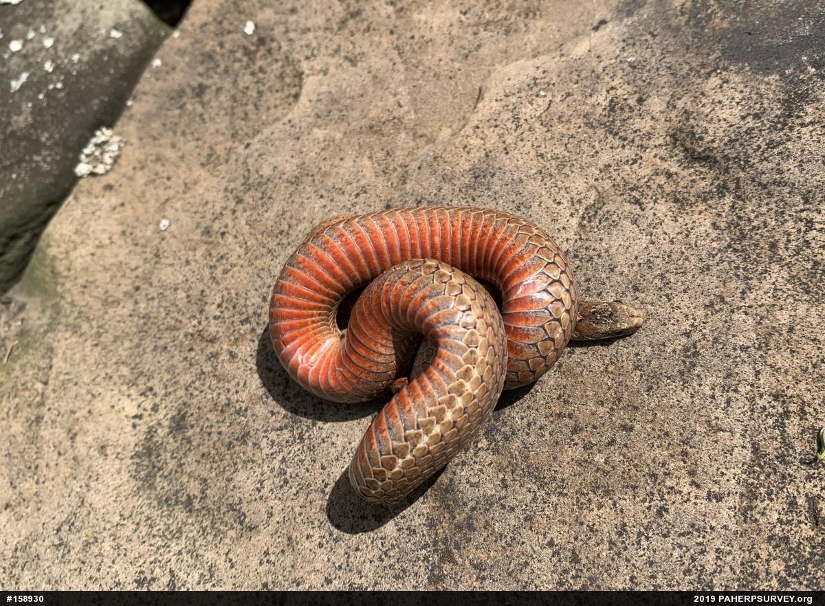 Red-bellied Snake
