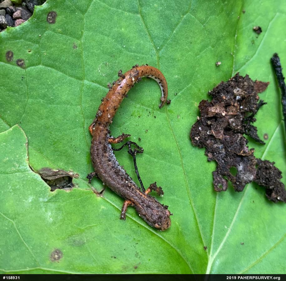 Four-toed Salamander