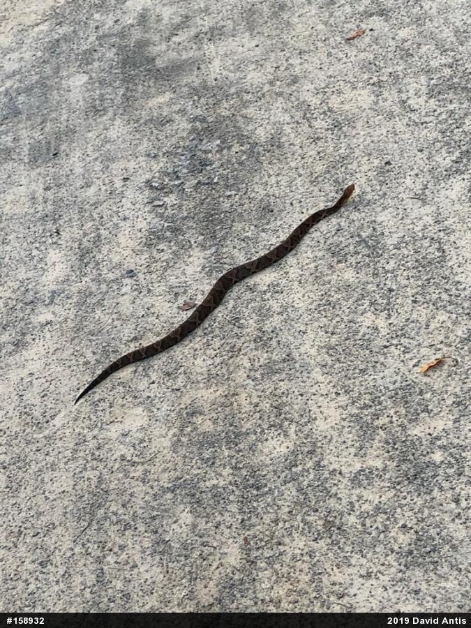 Northern Copperhead