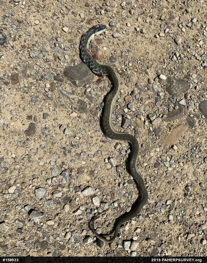 Eastern Gartersnake