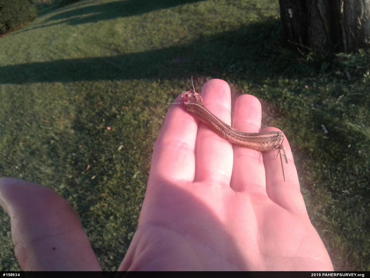 Shorthead Gartersnake
