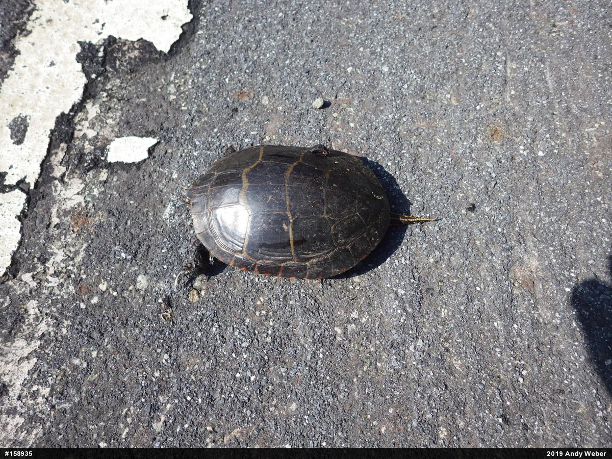 Eastern Painted Turtle