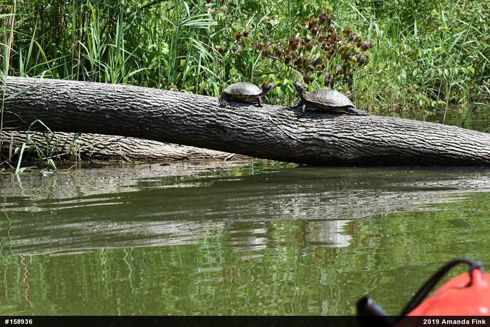 Red-eared Slider